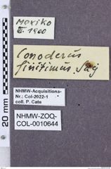 Etikette zu Monocrepidius vespertinus (NHMW-ZOO-COL-0010644)